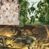 【FEH】原作神階英雄という今となっては滅多に実装されない貴重な存在。次は誰が欲しい？？